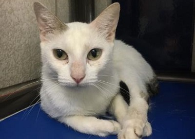 Houston Humane Society | Snowflake