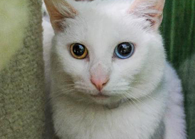 Houston Humane Society | Snow White