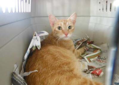 Houston Humane Society | Sol