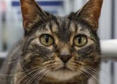 Houston Humane Society | Solita