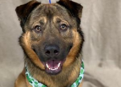 Houston Humane Society | Solo