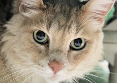 Houston Humane Society | Spam
