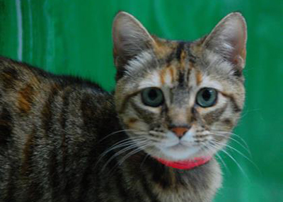 Houston Humane Society | Sprinkles