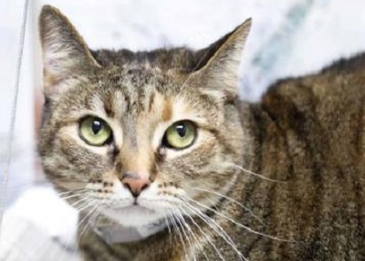 Houston Humane Society | Sprint