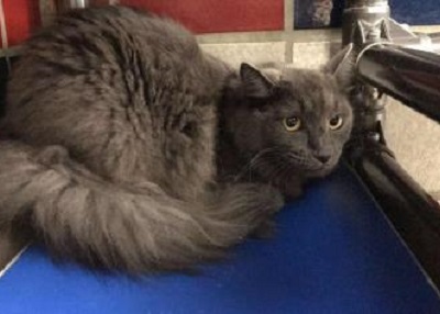 Houston Humane Society | Stitch
