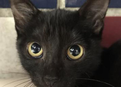 Houston Humane Society | Storm