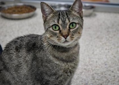 Houston Humane Society | Summer