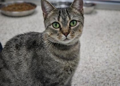Houston Humane Society | Summer