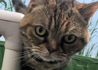 Houston Humane Society | Sun Sprinkles
