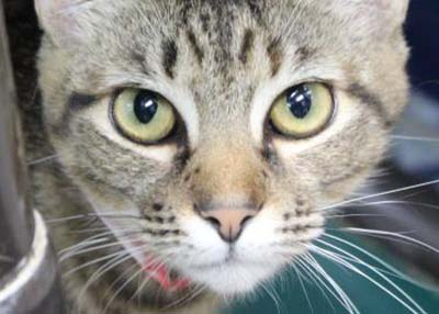 Houston Humane Society | Susie