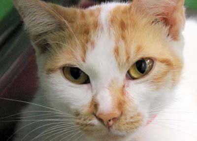 Houston Humane Society | Susie Q