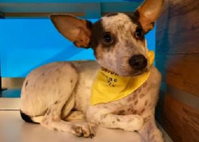 Houston Humane Society | Tammy