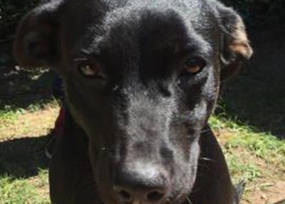 Houston Humane Society | Tara