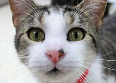 Houston Humane Society | Taylor