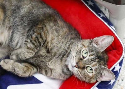 Houston Humane Society | Tigger