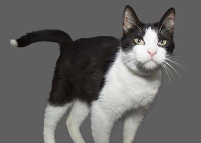 Houston Humane Society | Timmy