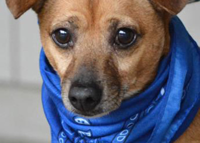 Houston Humane Society | Titus