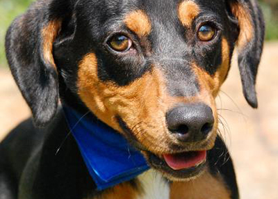 Houston Humane Society | Toby