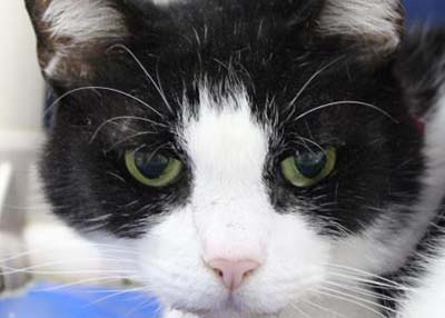 Houston Humane Society | Tolula