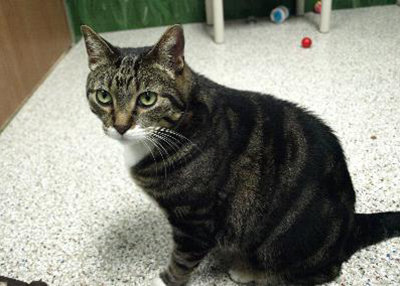 Houston Humane Society | Tom