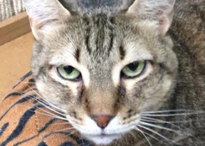 Houston Humane Society | Topanga