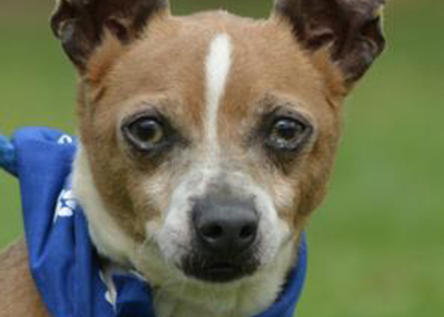 Houston Humane Society | Trevor