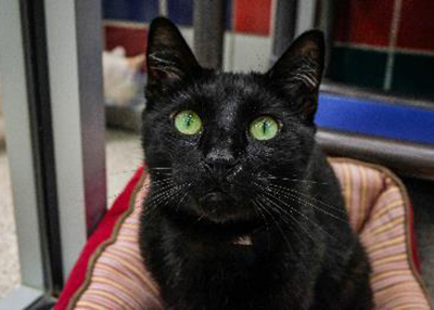 Houston Humane Society | Trooper