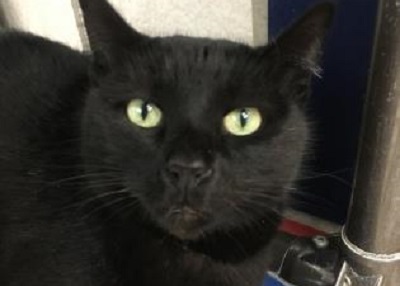 Houston Humane Society | Trooper