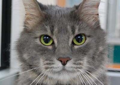 Houston Humane Society | Tulsa