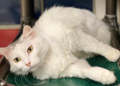 Houston Humane Society | Tundra