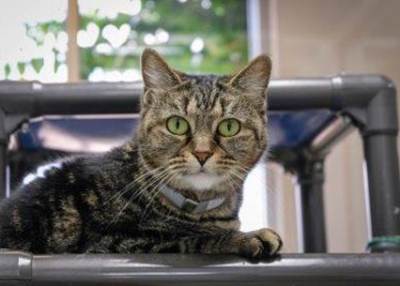 Houston Humane Society | Velvet