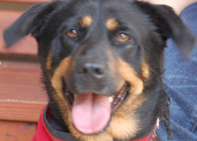 Houston Humane Society | Violet