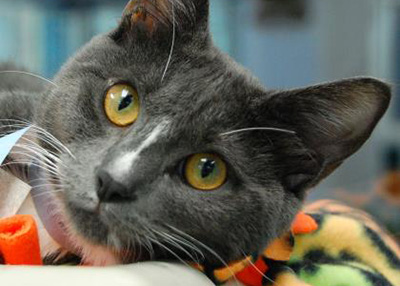 Houston Humane Society | Wilmer