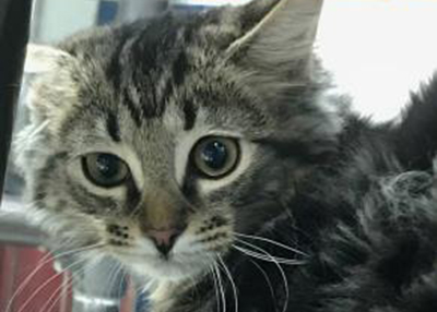 Houston Humane Society | Wolfy