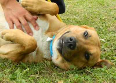 Houston Humane Society | Yogi