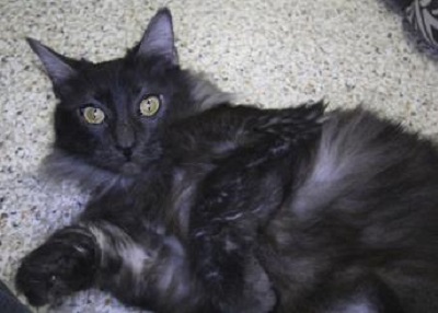 Houston Humane Society | Zaboo