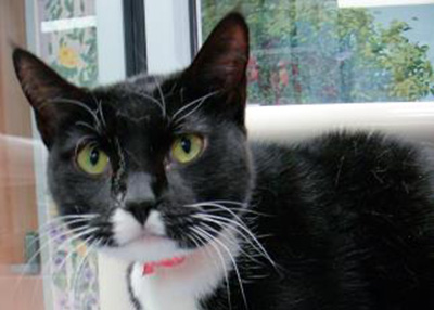 Houston Humane Society | Zoey