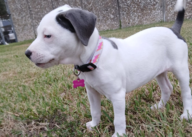 Houston Humane Society | Princess' Happy Tail