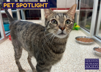 Houston Humane Society | Asta