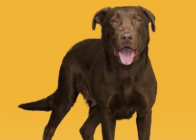 Houston Humane Society | Bella
