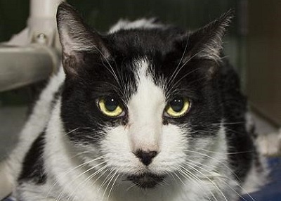 Houston Humane Society | Blaine