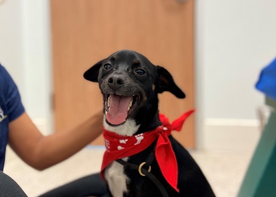 Houston Humane Society | Cooper