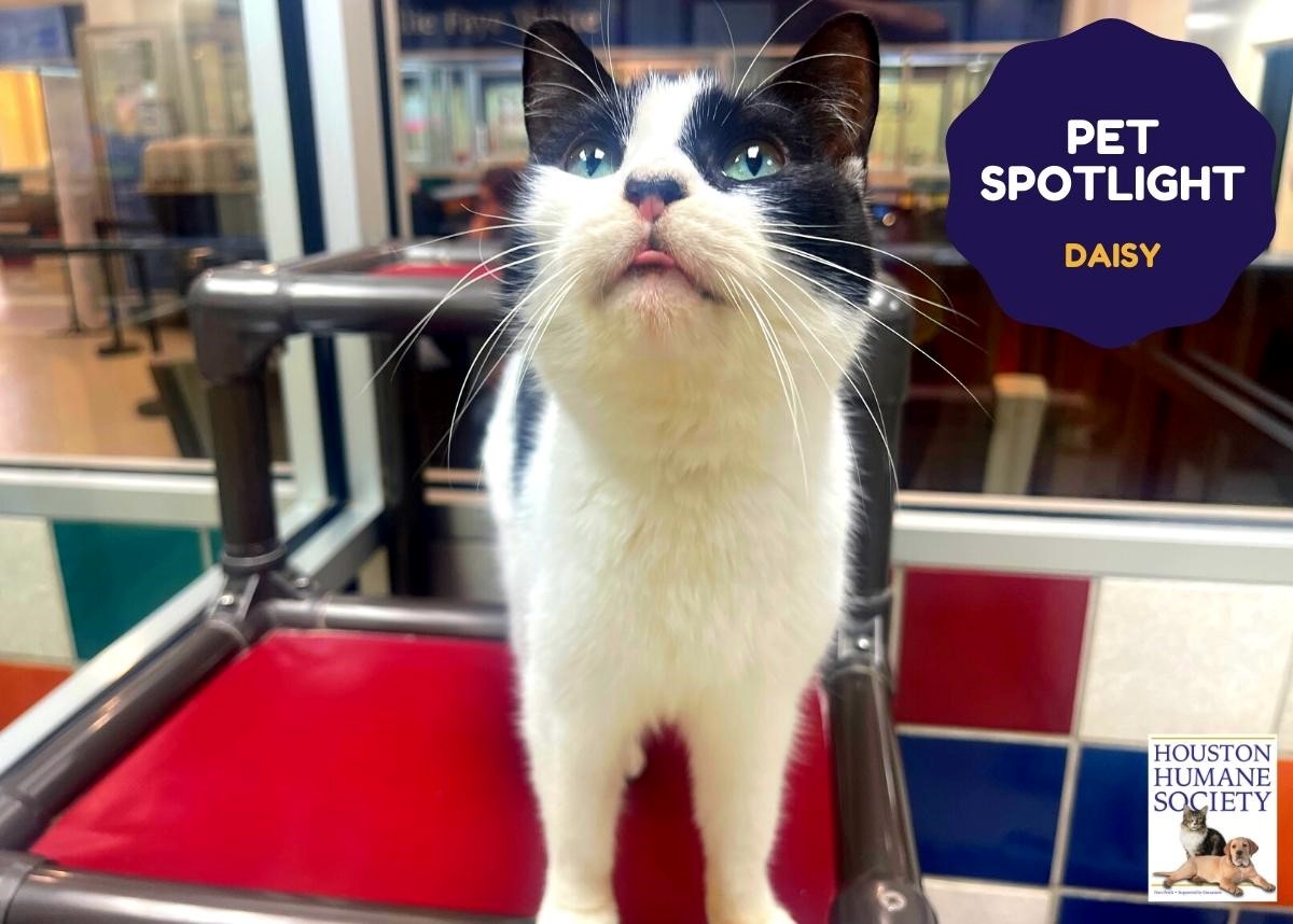 Houston Humane Society | Daisy