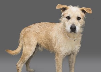 Houston Humane Society | Elvis