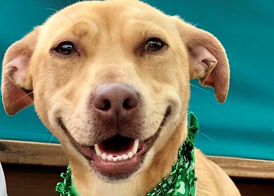 Houston Humane Society | Fefe