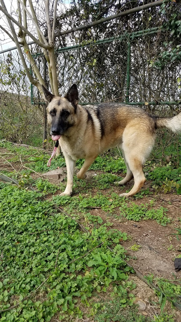 psgrizzly
