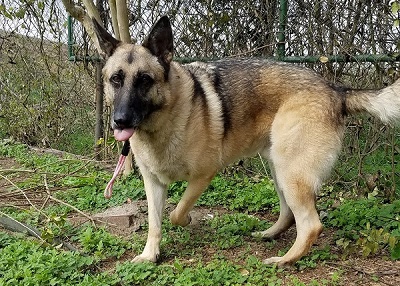 Houston Humane Society | Grizzly