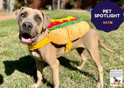 Houston Humane Society | Katie