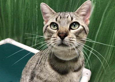 Houston Humane Society | Koby