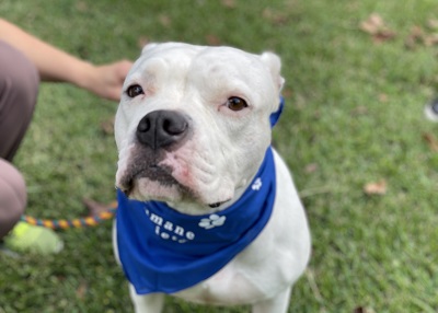 Houston Humane Society | Precious